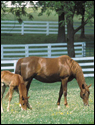 Kentucky Horses